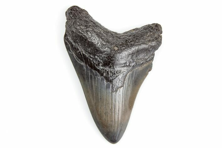 Juvenile Megalodon Tooth - South Carolina #195925